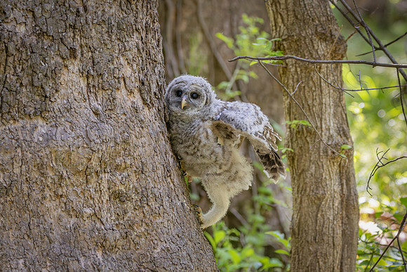 Owlet Branching-14