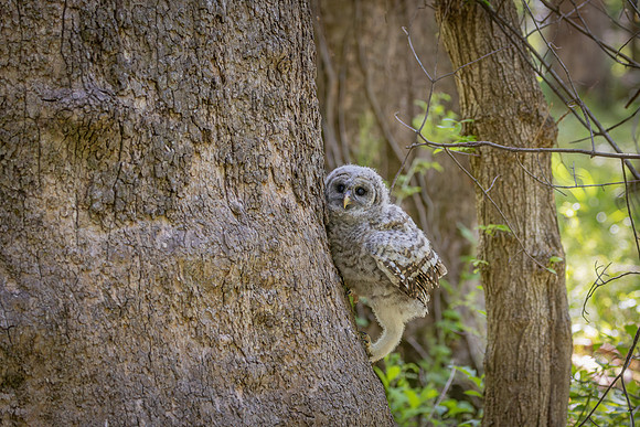 Owlet Branching-15