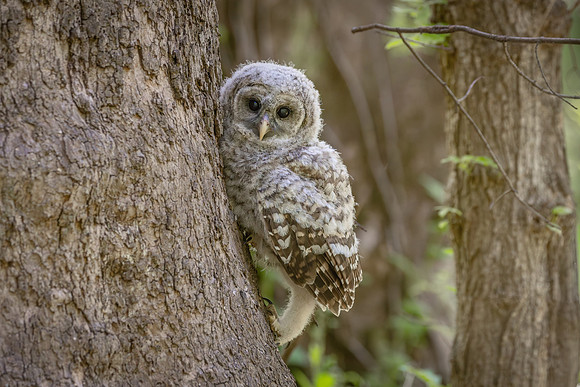 Owlet Branching-16