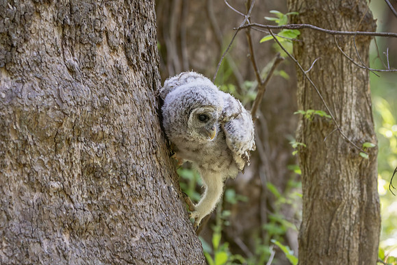 Owlet Branching-18