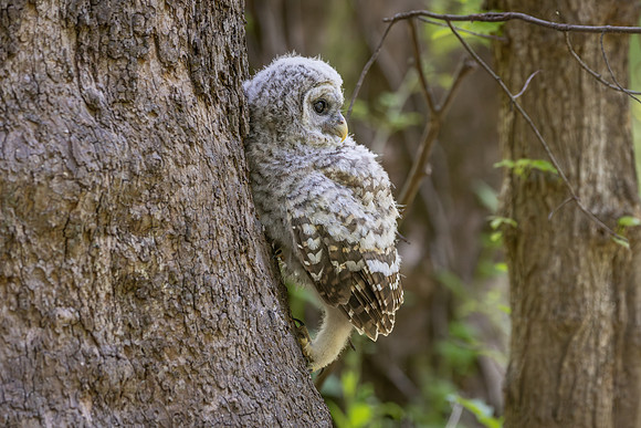 Owlet Branching-17