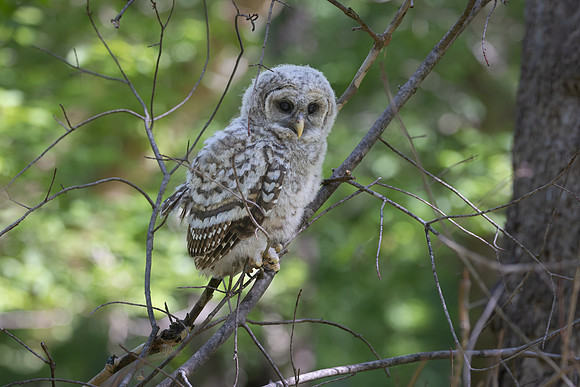 Owlet Branching-19