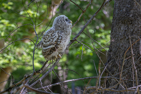 Owlet Branching-20