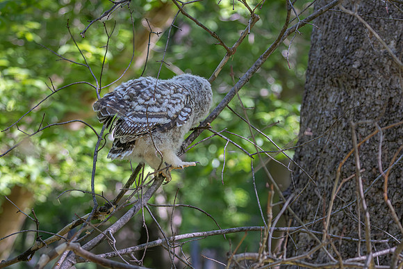 Owlet Branching-21