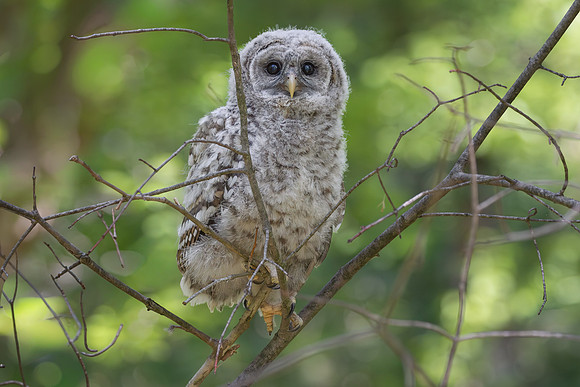 Owlet Branching-24