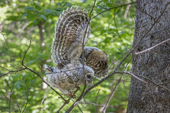 Owlet Branching-23