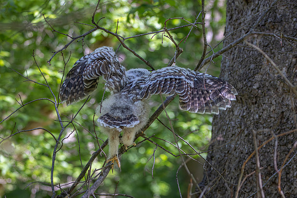 Owlet Branching-22