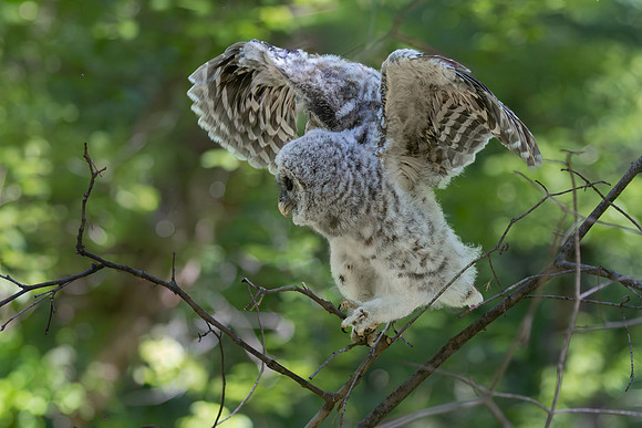 Owlet Branching-25