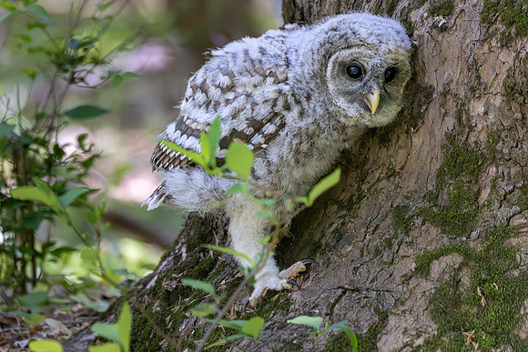 Owlet Branching-26
