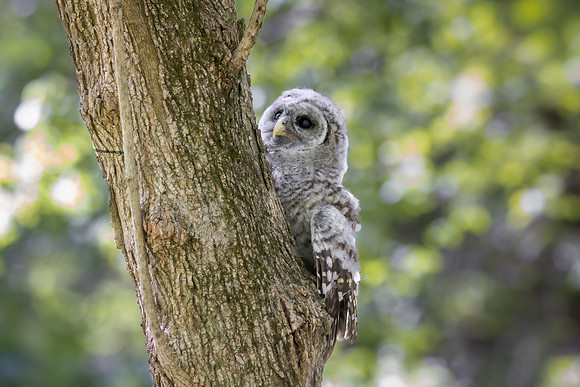 Owlet Branching-28