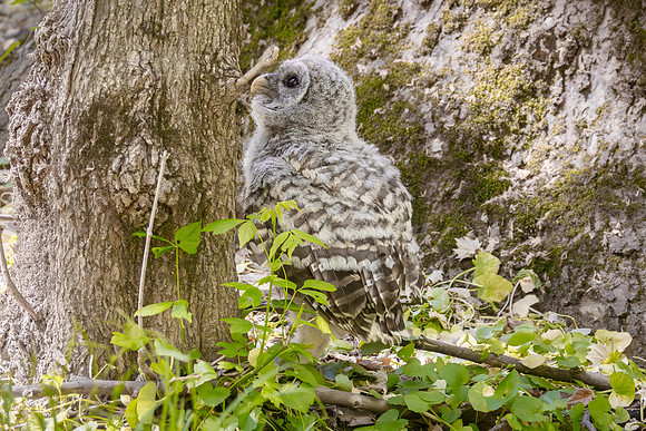 Owlet Branching-27