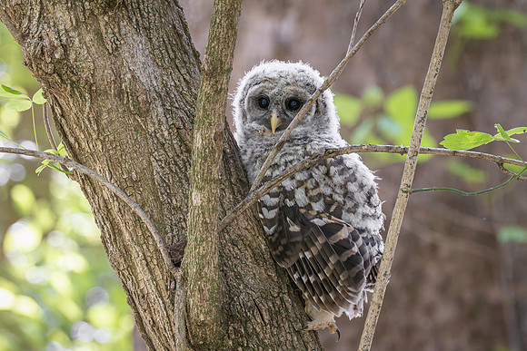 Owlet Branching-29