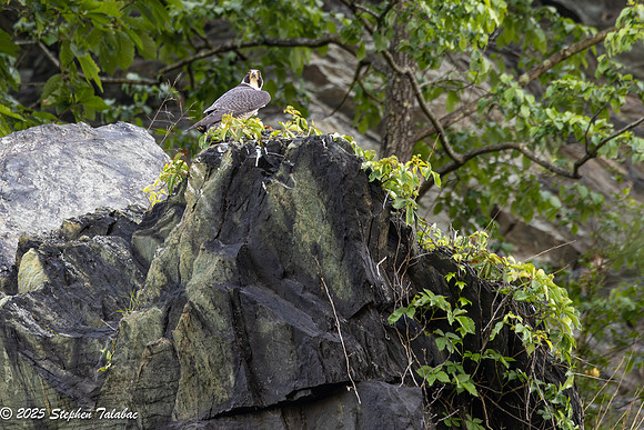 Point of Rocks Peregrine Falcons-8
