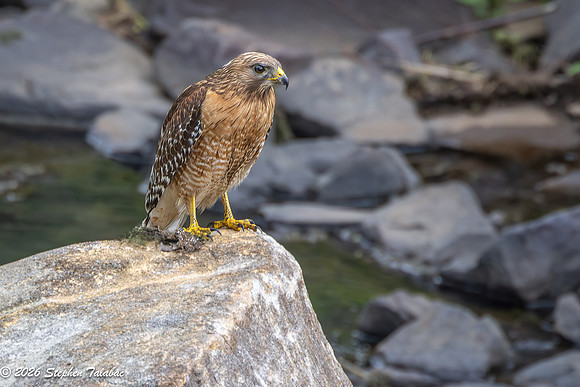 Red-shouldered Hawk-1
