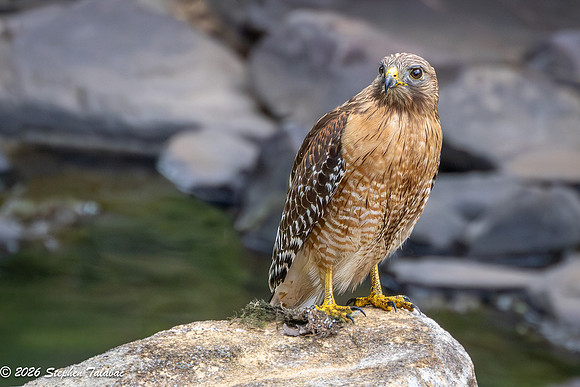 Red-shouldered Hawk-2