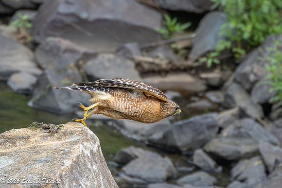 Red-shouldered Hawk-5