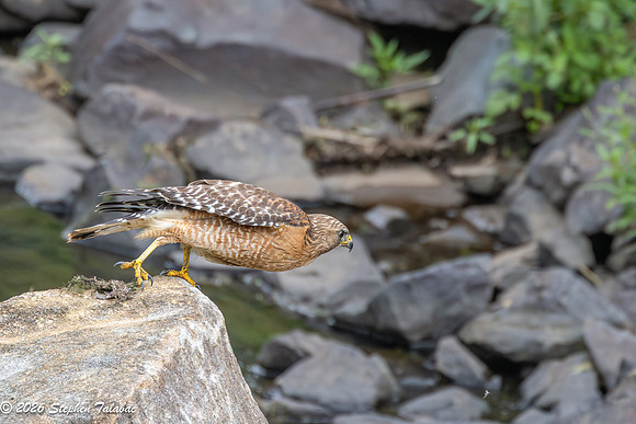 Red-shouldered Hawk-4