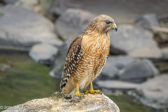 Red-shouldered Hawk-3