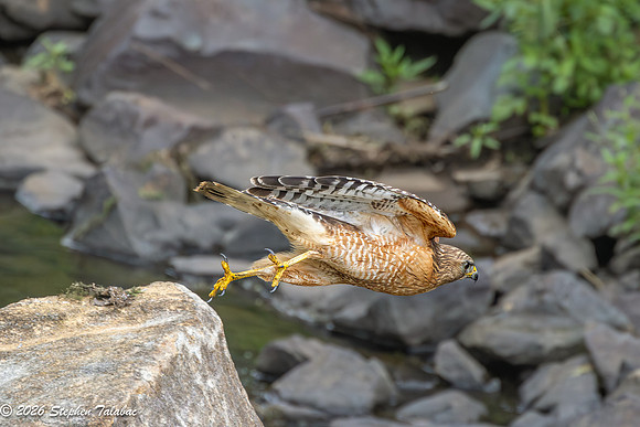 Red-shouldered Hawk-6