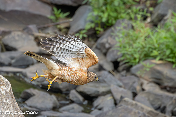 Red-shouldered Hawk-7
