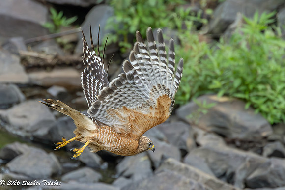 Red-shouldered Hawk-8