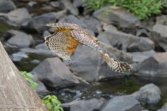 Red-shouldered Hawk-9