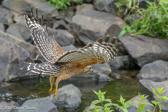 Red-shouldered Hawk-10