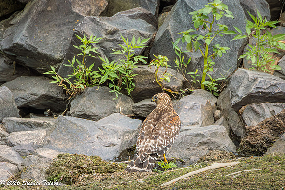 Red-shouldered Hawk-11