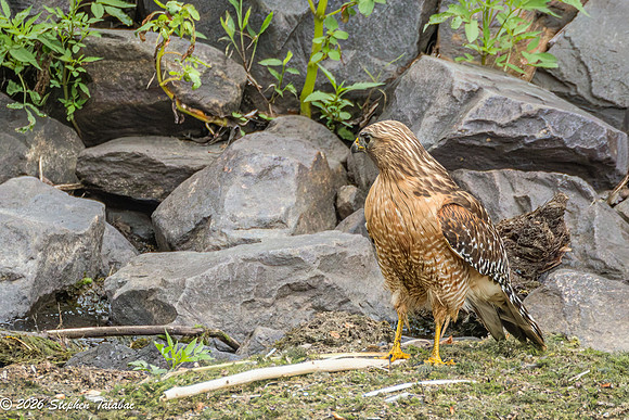 Red-shouldered Hawk-12