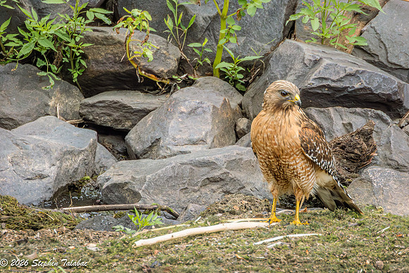 Red-shouldered Hawk-13