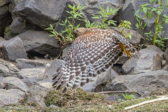 Red-shouldered Hawk-14