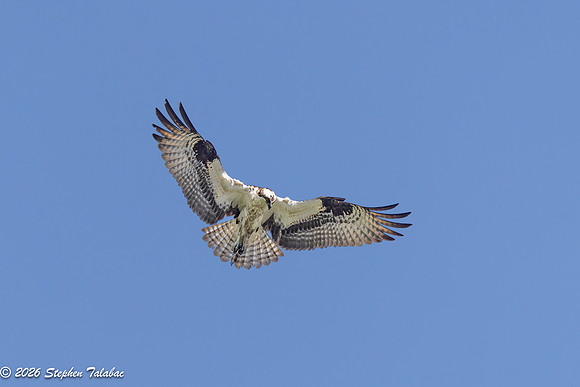 Osprey Flight Portraits-5