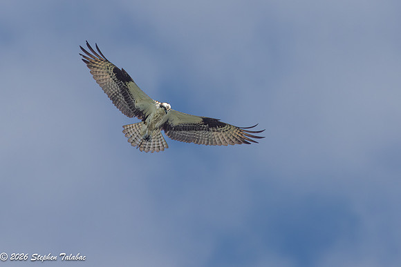 Osprey Flight Portraits-2