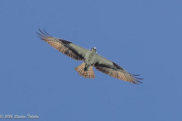 Osprey Flight Portraits-3