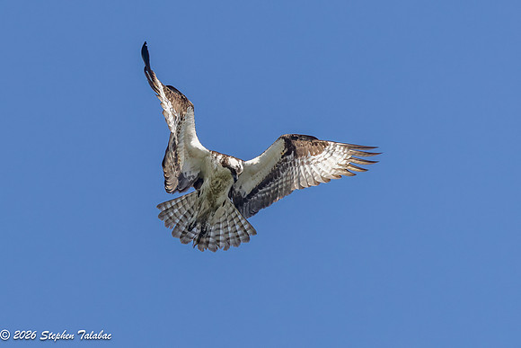 Osprey Flight Portraits-6