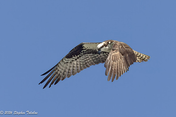 Osprey Flight Portraits-14