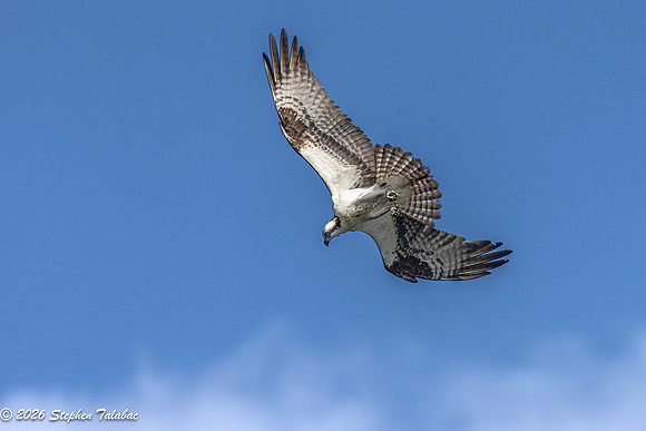 Osprey Flight Portraits-11