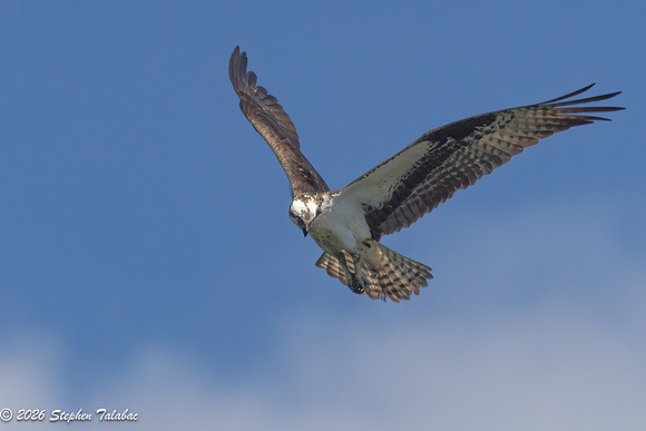 Osprey Flight Portraits-12