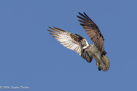Osprey Flight Portraits-16