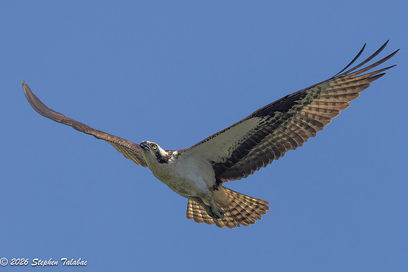 Osprey Flight Portraits-17