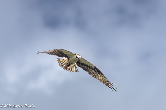 Osprey Flight Portraits-20