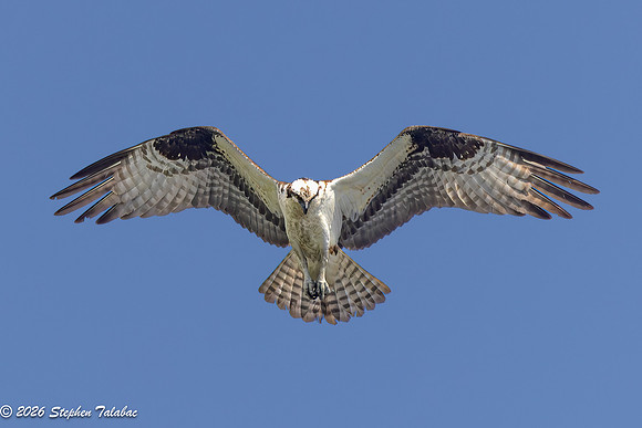 Osprey Flight Portraits-19