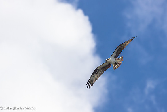 Osprey Flight Portraits-21