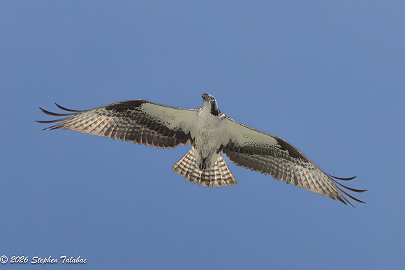 Osprey Flight Portraits-22