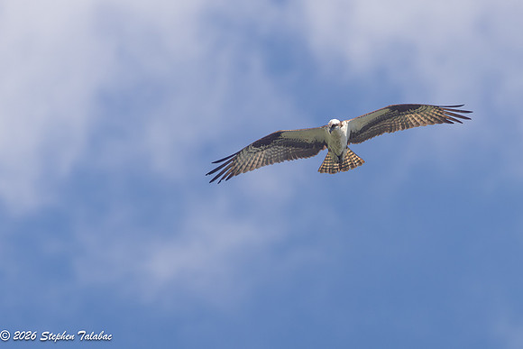 Osprey Flight Portraits-23