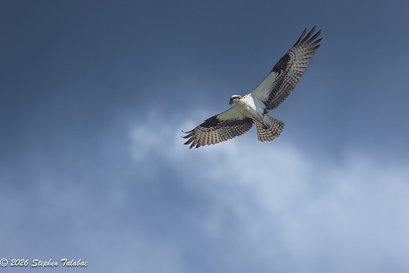 Osprey Flight Portraits-26