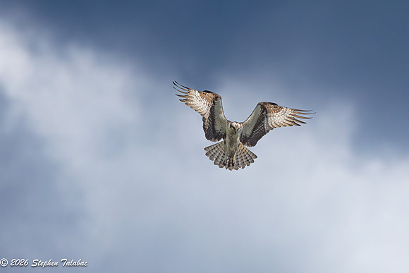Osprey Flight Portraits-25
