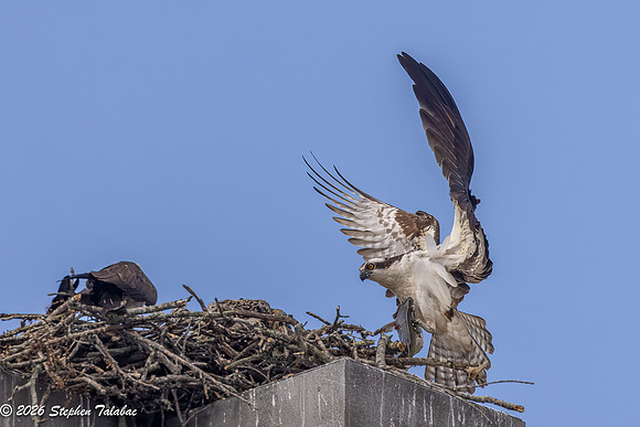 Osprey Flight Portraits-29