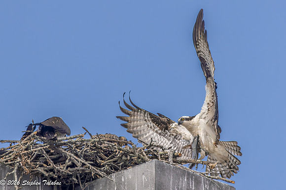 Osprey Flight Portraits-28