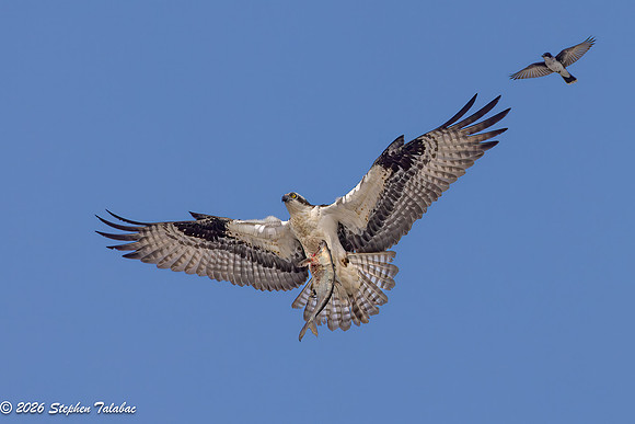 Osprey Flight Portraits-27